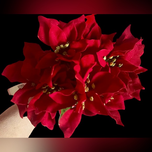 1 poinsettias red plant Christmas - Picture 1 of 13